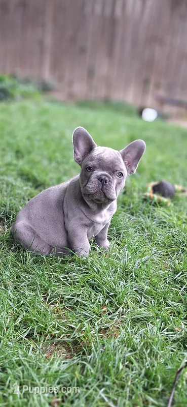 Curly AKC – French Bulldog puppy for sale in Williamsburg, VA