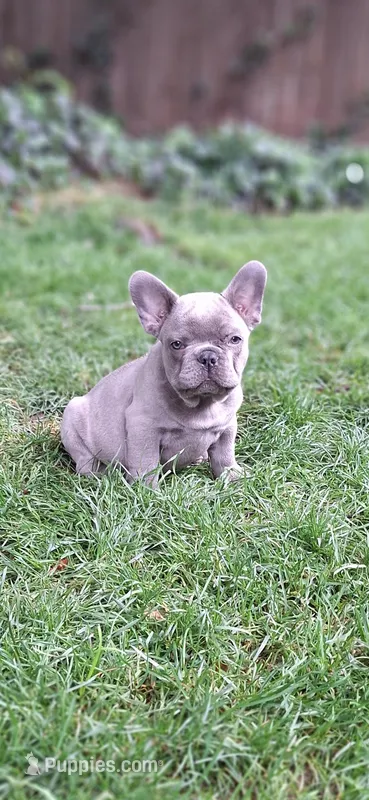 Curly AKC – French Bulldog puppy for sale in Williamsburg, VA