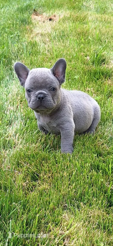 Curly AKC – French Bulldog puppy for sale in Williamsburg, VA