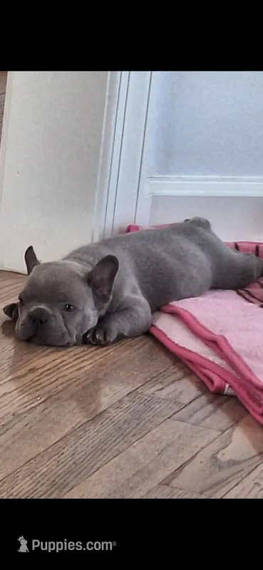 Curly AKC – French Bulldog puppy for sale in Williamsburg, VA