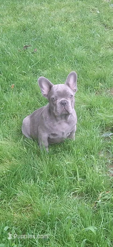 Jake AKC – French Bulldog puppy for sale in Williamsburg, VA