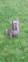 Jake AKC, a male French Bulldog for sale in Williamsburg, VA – 1 of 4
