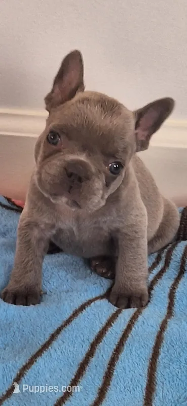 Jake AKC – French Bulldog puppy for sale in Williamsburg, VA