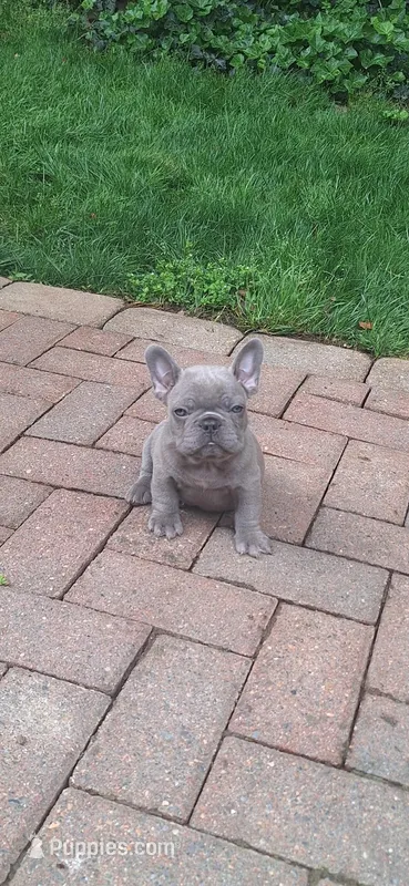 Jake AKC – French Bulldog puppy for sale in Williamsburg, VA