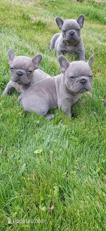 Jake AKC – French Bulldog puppy for sale in Williamsburg, VA