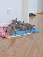 Jake AKC, a male French Bulldog for sale in Williamsburg, VA – Photo 4 of 5