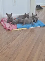 Jake AKC, a male French Bulldog for sale in Williamsburg, VA – Photo 5 of 5