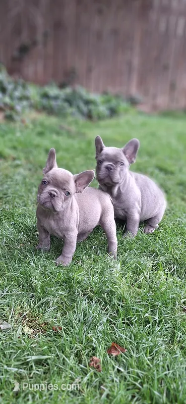 Jake AKC – French Bulldog puppy for sale in Williamsburg, VA