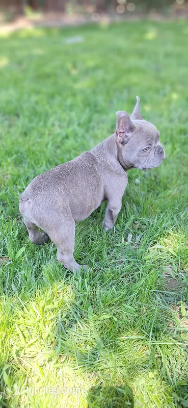 Jake AKC – French Bulldog puppy for sale in Williamsburg, VA