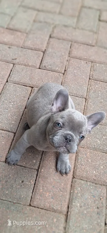 Lady Jr. LJ AKC – French Bulldog puppy on hold in Williamsburg, VA