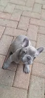 Lady Jr. LJ AKC, a female French Bulldog for sale in Williamsburg, VA – 1 of 8