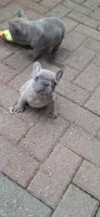 Pete AKC, a male French Bulldog for sale in Williamsburg, VA – Photo 1 of 4