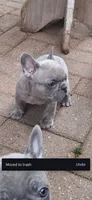 Pete AKC, a male French Bulldog for sale in Williamsburg, VA – Photo 2 of 4