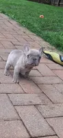 Pete AKC, a male French Bulldog for sale in Williamsburg, VA – Photo 3 of 4