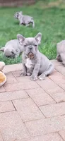 Little Joe AKC, a male French Bulldog for sale in Williamsburg, VA – 1 of 7