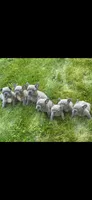 Little Joe AKC, a male French Bulldog for sale in Williamsburg, VA – 7 of 7