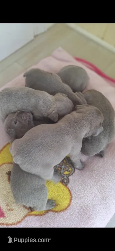 Little Joe AKC – French Bulldog puppy for sale in Williamsburg, VA