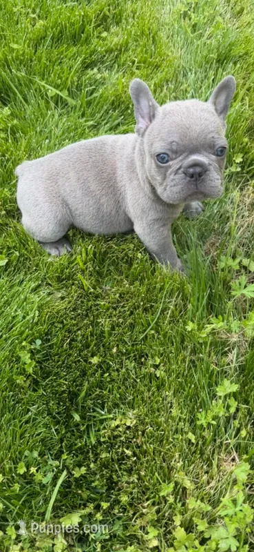 Little Joe AKC – French Bulldog puppy for sale in Williamsburg, VA
