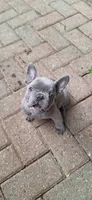 Little Joe AKC, a male French Bulldog for sale in Williamsburg, VA – 2 of 7