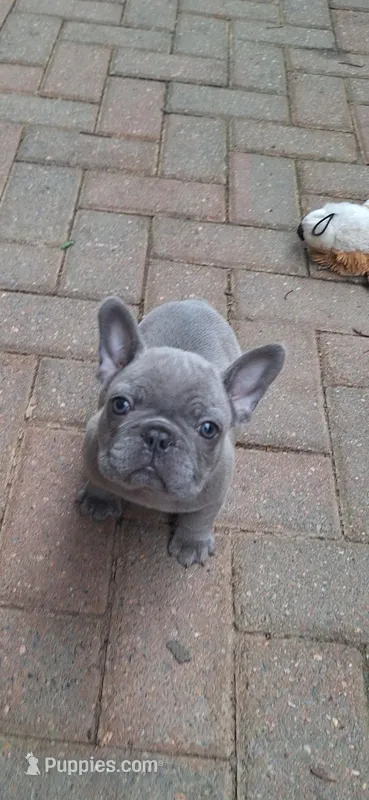 Little Joe AKC – French Bulldog puppy for sale in Williamsburg, VA