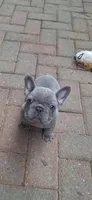 Little Joe AKC, a male French Bulldog for sale in Williamsburg, VA – 3 of 7