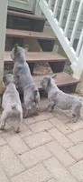 Jake AKC, a male French Bulldog for sale in Williamsburg, VA – 3 of 4