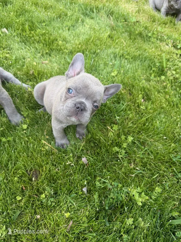 Fred AKC – French Bulldog puppy on hold in Williamsburg, VA