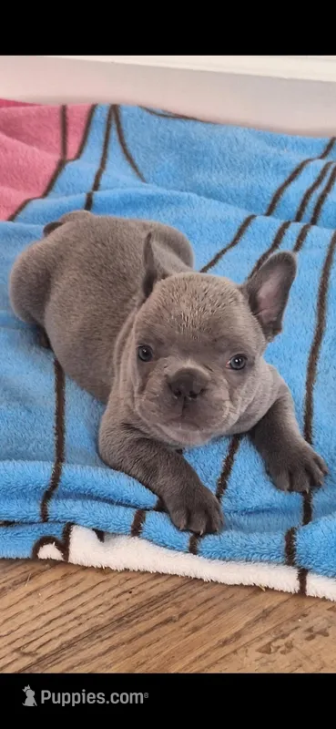 Fred AKC – French Bulldog puppy for sale in Williamsburg, VA