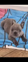 Fred AKC, a male French Bulldog for sale in Williamsburg, VA – Photo 1 of 4
