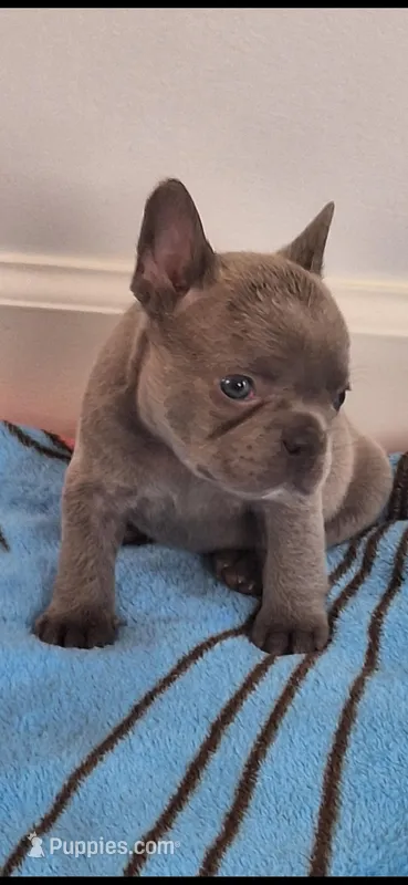 Larry AKC – French Bulldog puppy for sale in Williamsburg, VA