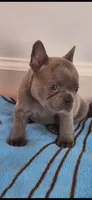Larry AKC, a male French Bulldog for sale in Williamsburg, VA – Photo 1 of 3