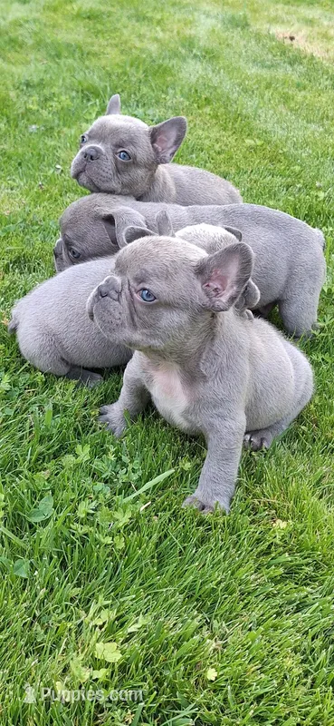 Larry AKC – French Bulldog puppy for sale in Williamsburg, VA
