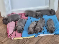 Larry AKC, a male French Bulldog for sale in Williamsburg, VA – Photo 3 of 3