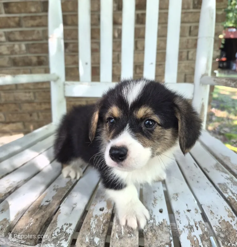 Samwell  – Pembroke Welsh Corgi puppy for sale in Grove Oak, AL