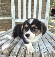 Samwell , a male Pembroke Welsh Corgi for sale in Grove Oak, AL – 1 of 7