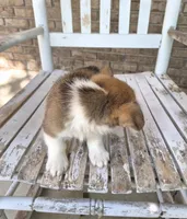 Jon Snow , a male Pembroke Welsh Corgi for sale in Grove Oak, AL – 3 of 9