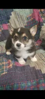 Manny , a male Pembroke Welsh Corgi for sale in Grove Oak, AL – Photo 4 of 10