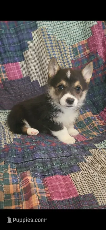 Manny  – Pembroke Welsh Corgi puppy for sale in Grove Oak, AL