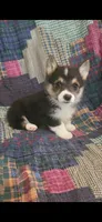 Manny , a male Pembroke Welsh Corgi for sale in Grove Oak, AL – Photo 1 of 10