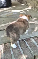 Kalisy, a female Pembroke Welsh Corgi for sale in Grove Oak, AL – 8 of 8