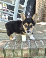 Hodor , a male Pembroke Welsh Corgi for sale in Grove Oak, AL – 9 of 9