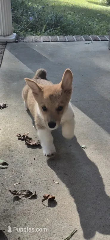 Jon Snow  – Pembroke Welsh Corgi puppy for sale in Grove Oak, AL
