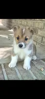 Kalisy, a female Pembroke Welsh Corgi for sale in Grove Oak, AL – 5 of 8