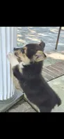 Sandor, a male Pembroke Welsh Corgi for sale in Grove Oak, AL – 2 of 7