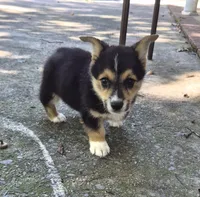 Sandor, a male Pembroke Welsh Corgi for sale in Grove Oak, AL – 3 of 7