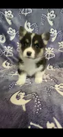 Joy, a female Pembroke Welsh Corgi for sale in Grove Oak, AL – Photo 5 of 9