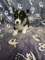 Joy, a female Pembroke Welsh Corgi for sale in Grove Oak, AL – Photo 9 of 9