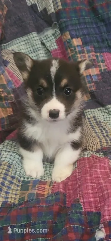 Joy – Pembroke Welsh Corgi puppy for sale in Grove Oak, AL