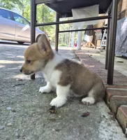 Jon Snow , a male Pembroke Welsh Corgi for sale in Grove Oak, AL – 8 of 9