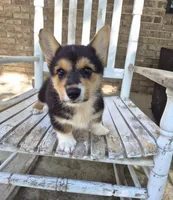 Hodor , a male Pembroke Welsh Corgi for sale in Grove Oak, AL – 5 of 9